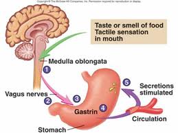 Stress and Weight Gain: The Slow Down Diet Part 2